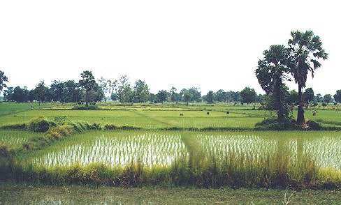 buriram-ricefarm.jpg - 35501 Bytes