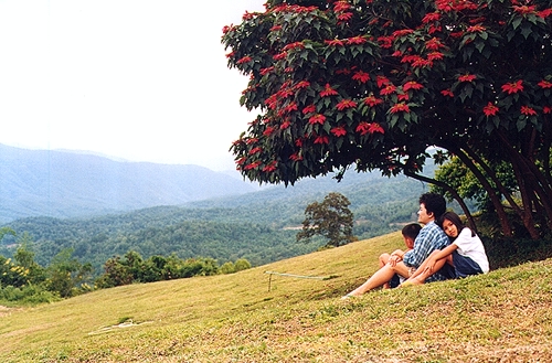 Tree in Nahn national park