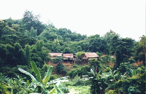 trainback-jungleshacks.jpg - 48180 Bytes